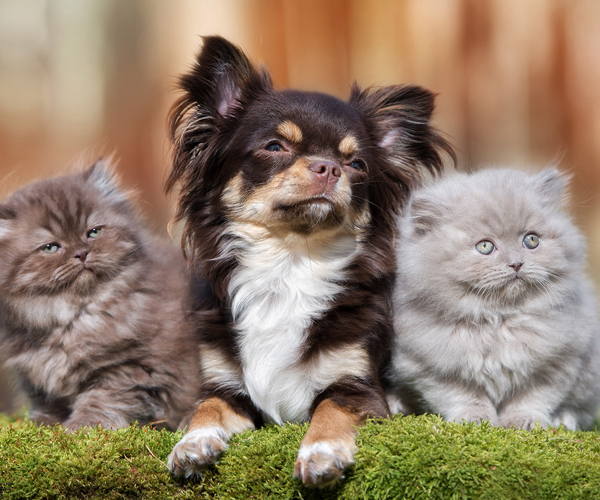 Image of a pet